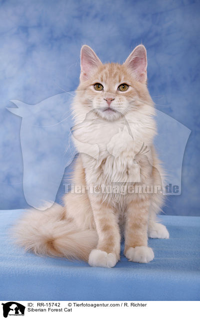 Sibirische Katze / Siberian Forest Cat / RR-15742