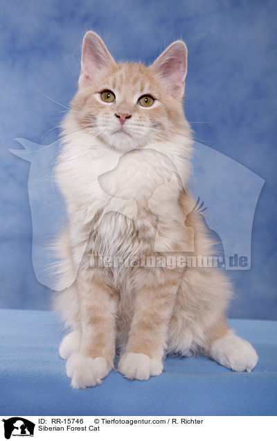 Sibirische Katze / Siberian Forest Cat / RR-15746