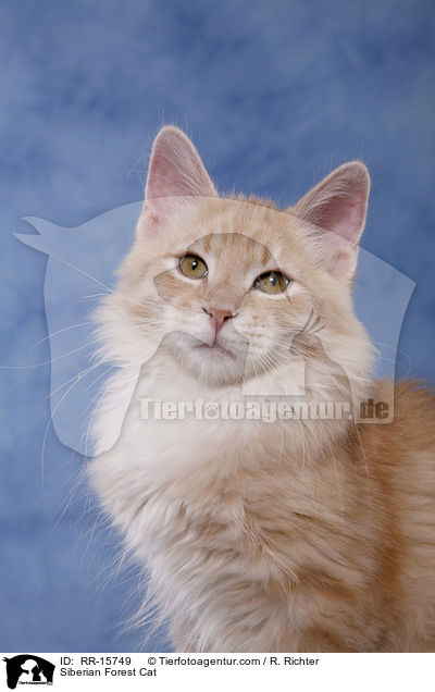 Sibirische Katze / Siberian Forest Cat / RR-15749