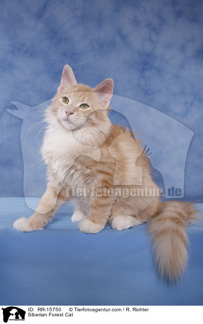 Sibirische Katze / Siberian Forest Cat / RR-15750