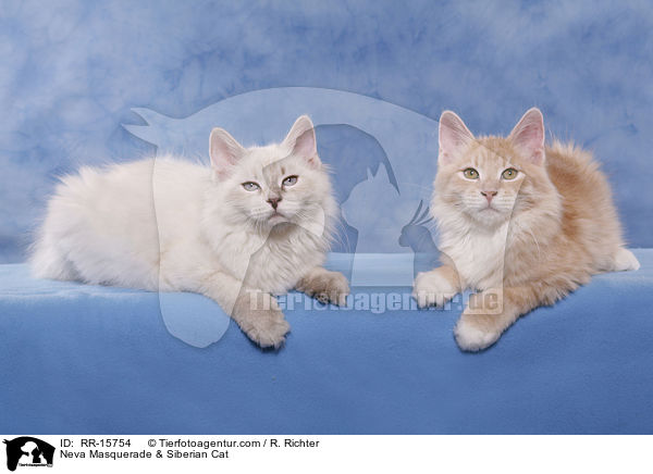 Sibirische Katze & Neva Masquerade / Neva Masquerade & Siberian Cat / RR-15754