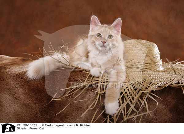 Sibirische Katze / Siberian Forest Cat / RR-15831