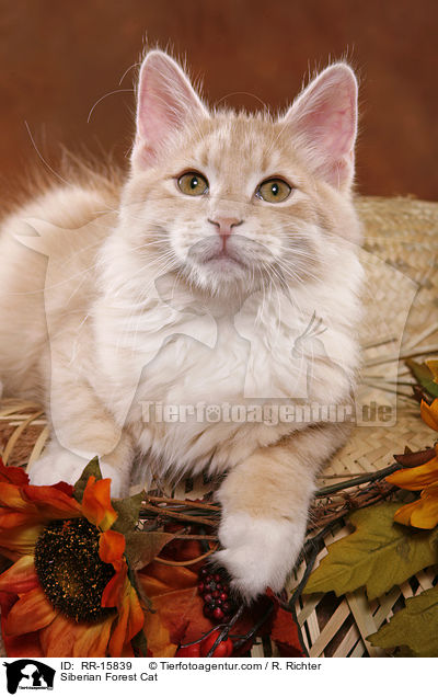 Sibirische Katze / Siberian Forest Cat / RR-15839