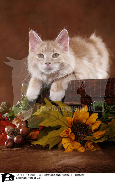 Sibirische Katze / Siberian Forest Cat / RR-15860