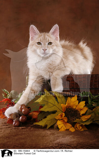 Sibirische Katze / Siberian Forest Cat / RR-15864