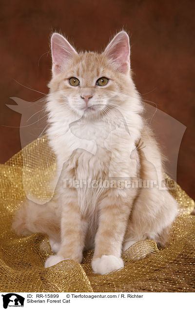 Sibirische Katze / Siberian Forest Cat / RR-15899