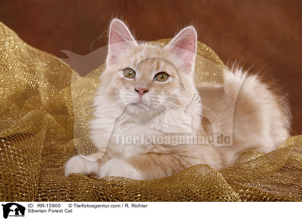 Sibirische Katze / Siberian Forest Cat / RR-15900