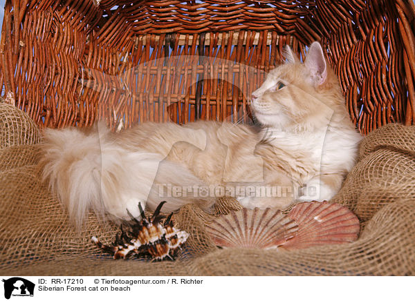 Sibirische Katze am Strand / Siberian Forest cat on beach / RR-17210