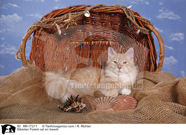 Sibirische Katze am Strand / Siberian Forest cat on beach / RR-17211