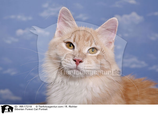 Sibirische Katze Portrait / Siberian Forest Cat Portrait / RR-17218