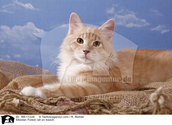 Sibirische Katze am Strand / Siberian Forest cat on beach / RR-17228