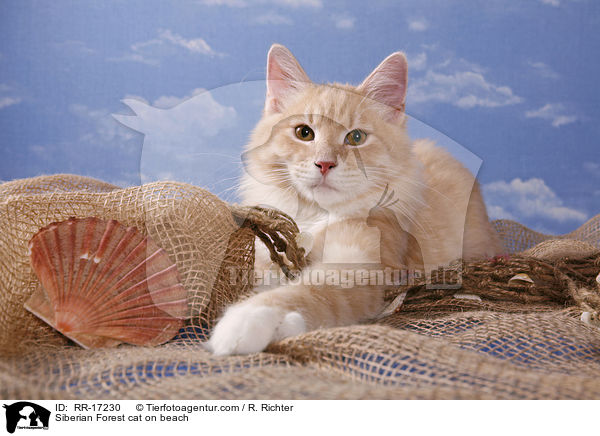 Sibirische Katze am Strand / Siberian Forest cat on beach / RR-17230