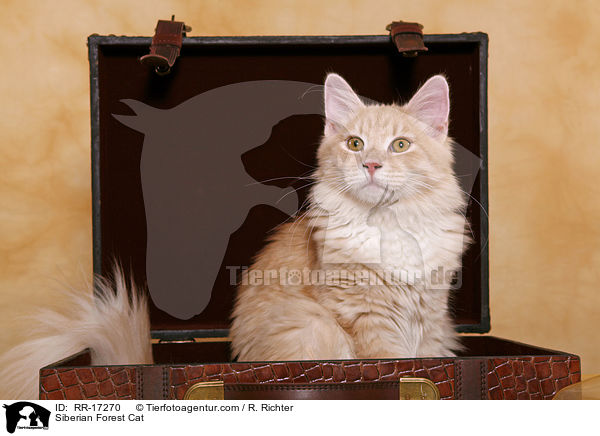 Sibirische Katze im Koffer / Siberian Forest Cat / RR-17270