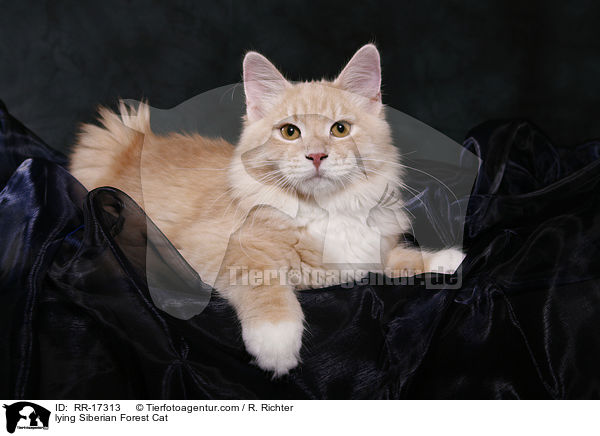 lying Siberian Forest Cat / RR-17313