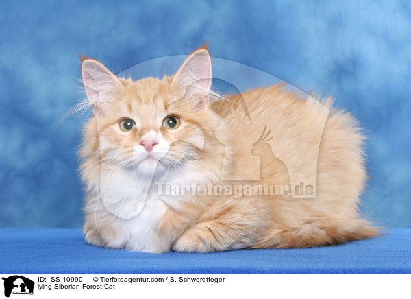 lying Siberian Forest Cat / SS-10990