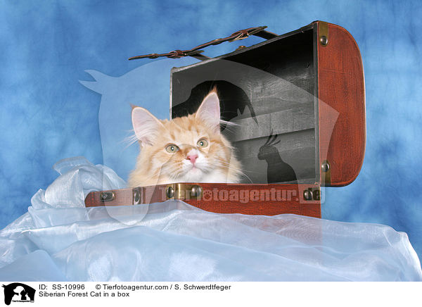 Sibirische Katze im Koffer / Siberian Forest Cat in a box / SS-10996