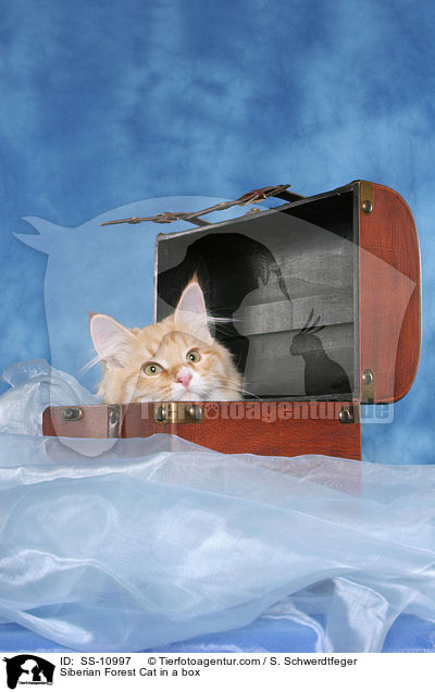 Sibirische Katze im Koffer / Siberian Forest Cat in a box / SS-10997