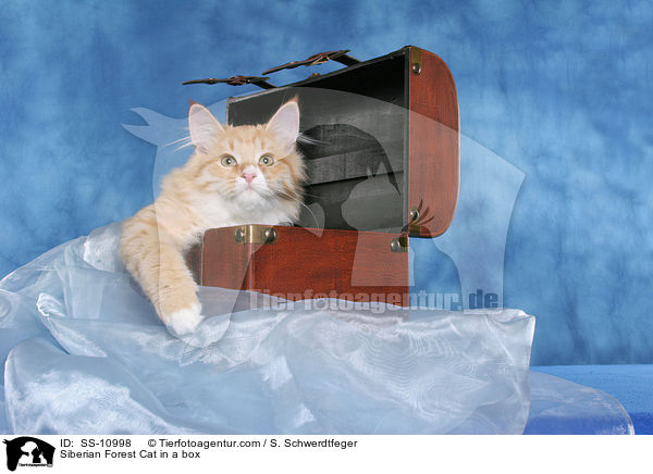 Sibirische Katze im Koffer / Siberian Forest Cat in a box / SS-10998