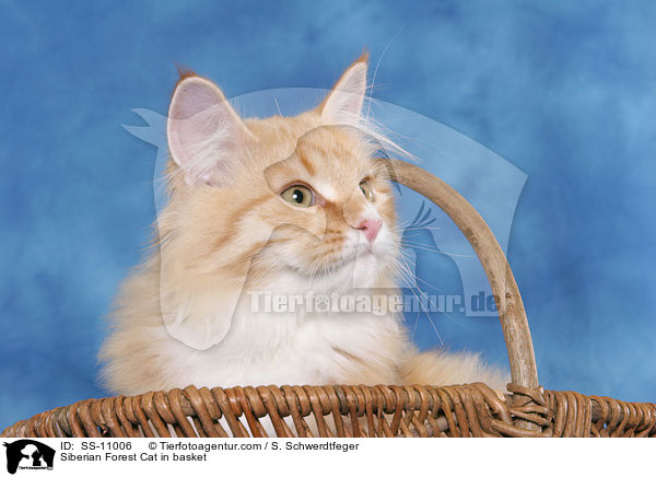 Siberian Forest Cat in basket / SS-11006