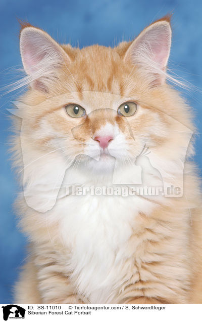 Sibirische Katze Portrait / Siberian Forest Cat Portrait / SS-11010