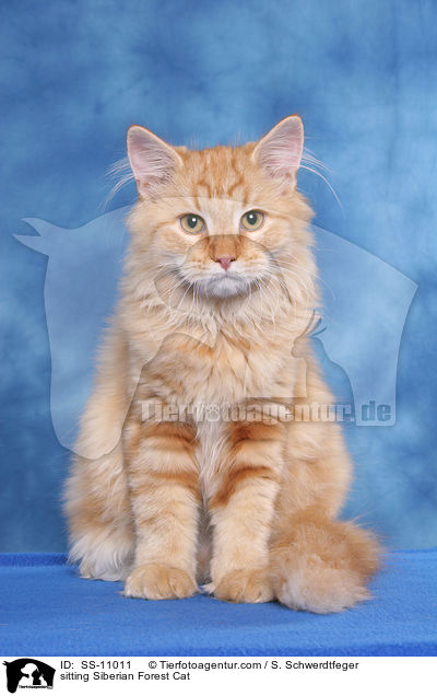 sitzende Sibirische Katze / sitting Siberian Forest Cat / SS-11011