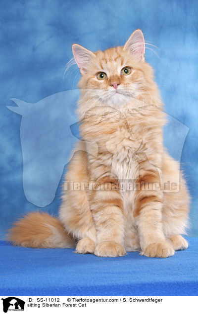 sitting Siberian Forest Cat / SS-11012