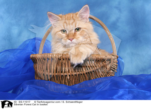 Sibirische Katze in Krbchen / Siberian Forest Cat in basket / SS-11017