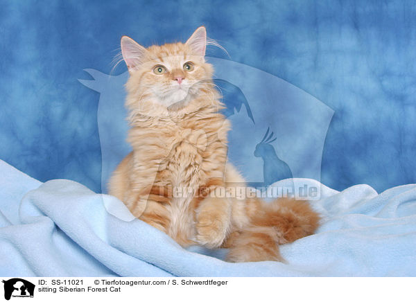 sitzende Sibirische Katze / sitting Siberian Forest Cat / SS-11021