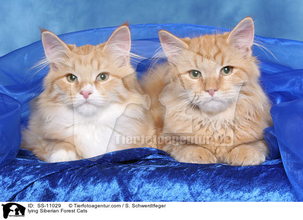 lying Siberian Forest Cats / SS-11029