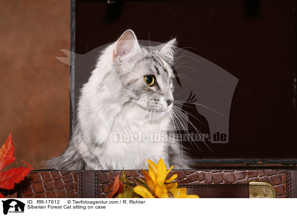 Siberian Forest Cat sitting on case / RR-17612