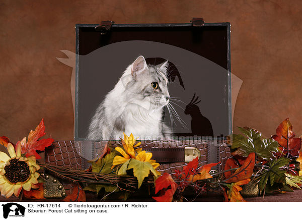Siberian Forest Cat sitting on case / RR-17614