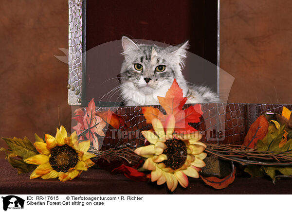Siberian Forest Cat sitting on case / RR-17615