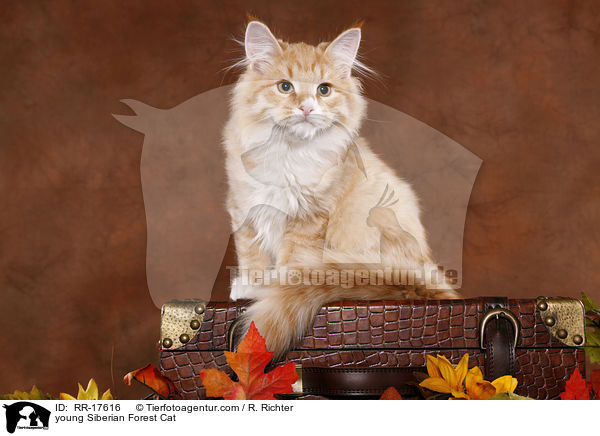 young Siberian Forest Cat / RR-17616