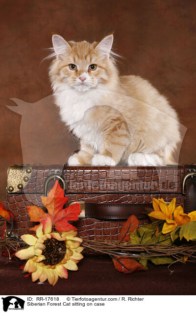 Siberian Forest Cat sitting on case / RR-17618