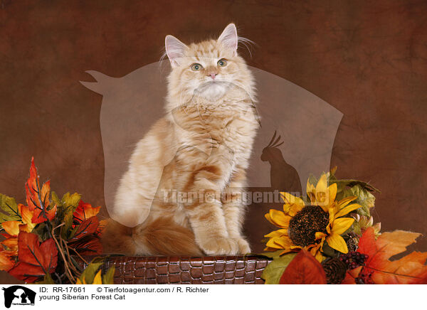 junger Sibirischer Kater / young Siberian Forest Cat / RR-17661