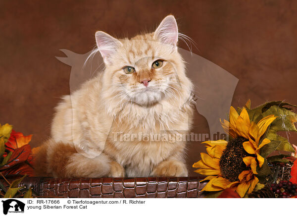 junger Sibirischer Kater / young Siberian Forest Cat / RR-17666