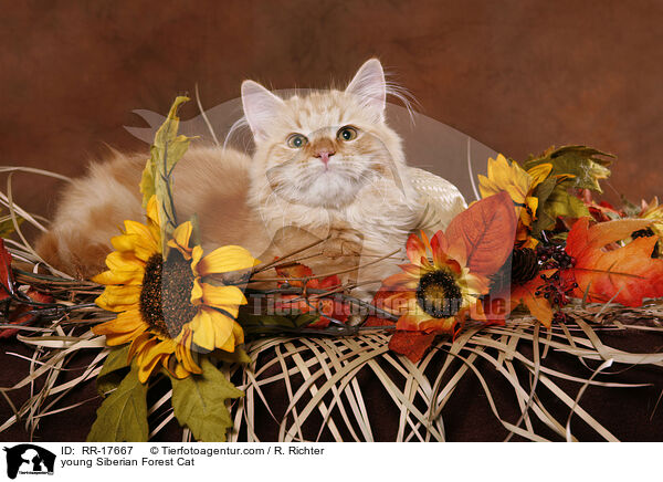 junger Sibirischer Kater / young Siberian Forest Cat / RR-17667