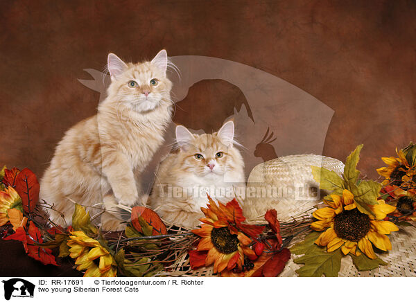 two young Siberian Forest Cats / RR-17691