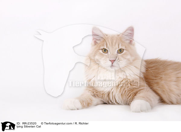 liegende Sibirische Katze / lying Siberian Cat / RR-23520