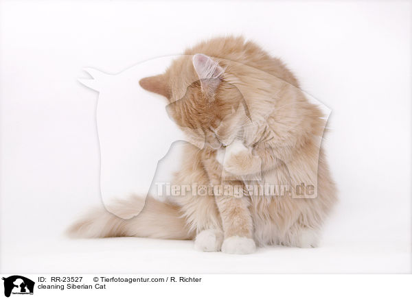Sibirische Katze putzt sich / cleaning Siberian Cat / RR-23527