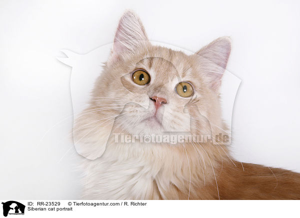 Sibirische Katze Portrait / Siberian cat portrait / RR-23529