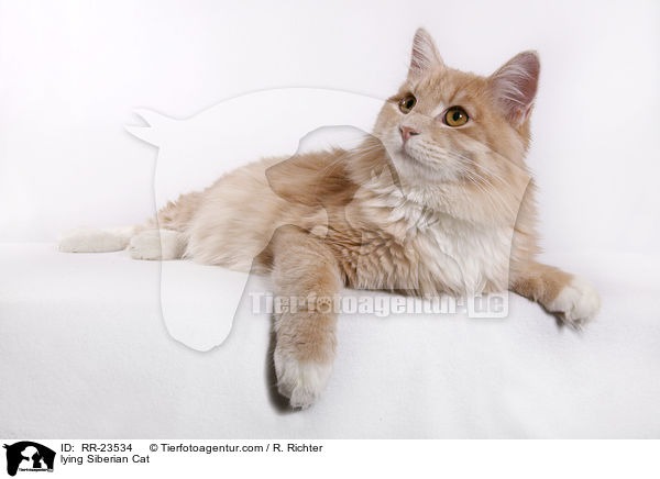 liegende Sibirische Katze / lying Siberian Cat / RR-23534