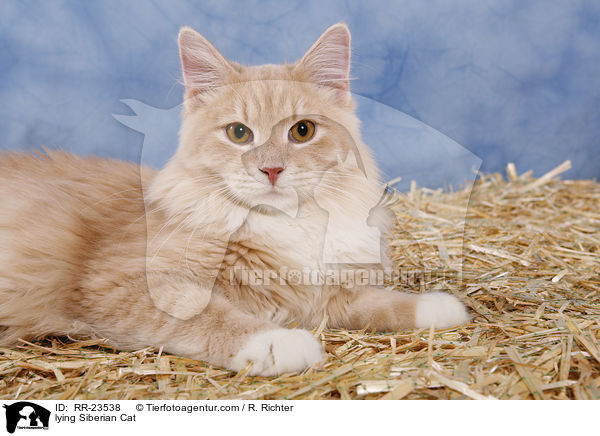 liegende Sibirische Katze / lying Siberian Cat / RR-23538