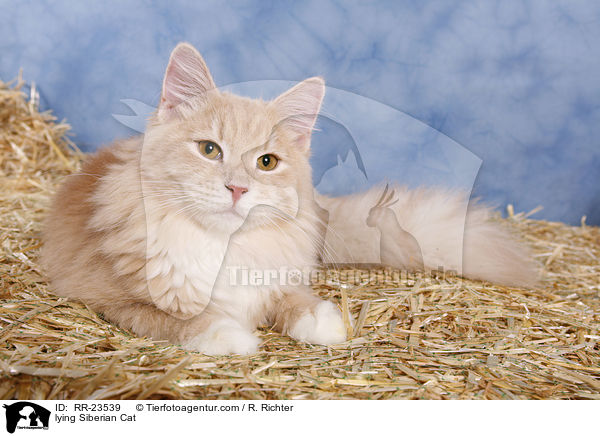 liegende Sibirische Katze / lying Siberian Cat / RR-23539