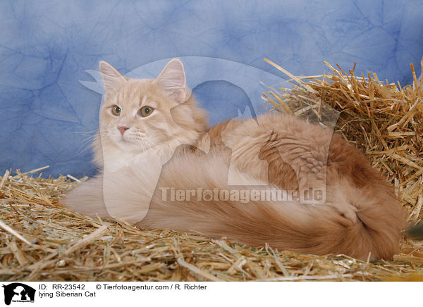 liegende Sibirische Katze / lying Siberian Cat / RR-23542