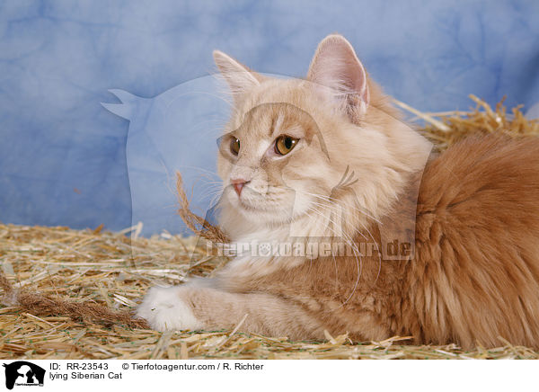 liegende Sibirische Katze / lying Siberian Cat / RR-23543