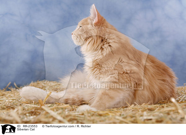 Sibirische Katze / Siberian Cat / RR-23553