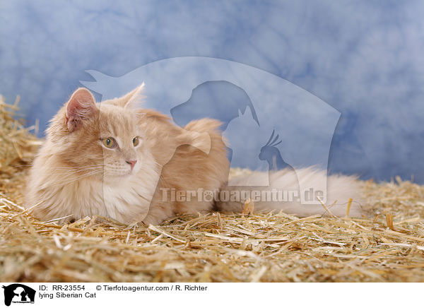 liegende Sibirische Katze / lying Siberian Cat / RR-23554