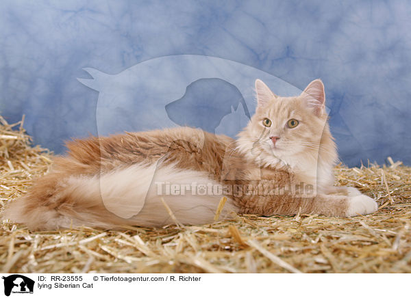 liegende Sibirische Katze / lying Siberian Cat / RR-23555