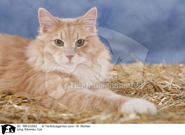 liegende Sibirische Katze / lying Siberian Cat / RR-23562